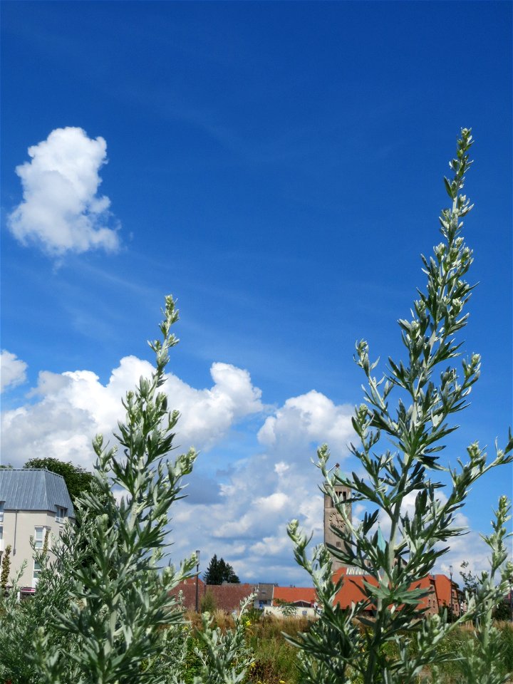 Wermutkraut (Artemisia absinthium) auf einer Brachfläche am Messplatz in Hockenheim