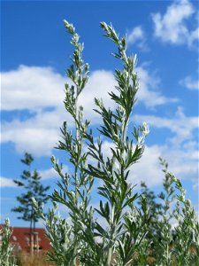 Wermutkraut (Artemisia absinthium) auf einer Brachfläche am Messplatz in Hockenheim - deutlich zu unterscheiden vom ähnlichen Beifuß durch den Blauton der Blätter