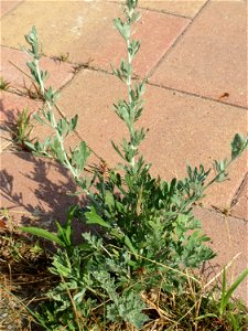 Ritzenbotanik: Wermutkraut (Artemisia absinthium) am Messplatz in Hockenheim - mittlerweile sprießt er auch aus den Pflasterstein-Ritzen am Parkplatz