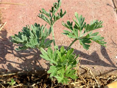 Ritzenbotanik: Wermutkraut (Artemisia absinthium) am Messplatz in Hockenheim - mittlerweile sprießt er auch aus den Pflasterstein-Ritzen am Parkplatz