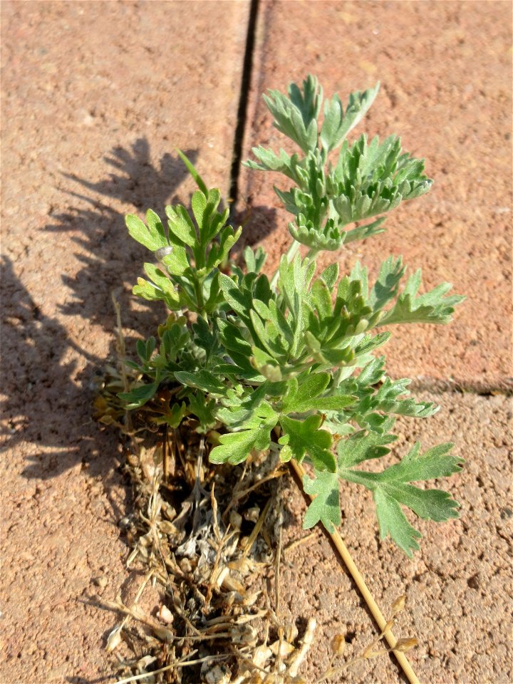 Ritzenbotanik: Wermutkraut (Artemisia absinthium) am Messplatz in Hockenheim - mittlerweile sprießt er auch aus den Pflasterstein-Ritzen am Parkplatz
