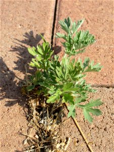 Ritzenbotanik: Wermutkraut (Artemisia absinthium) am Messplatz in Hockenheim - mittlerweile sprießt er auch aus den Pflasterstein-Ritzen am Parkplatz