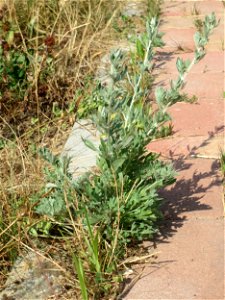 Ritzenbotanik: Wermutkraut (Artemisia absinthium) am Messplatz in Hockenheim - mittlerweile sprießt er auch aus den Pflasterstein-Ritzen am Parkplatz