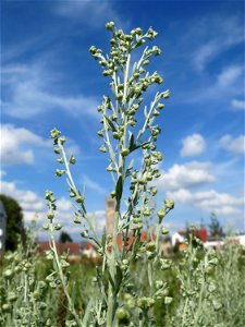 Wermutkraut (Artemisia absinthium) auf einer Brachfläche am Messplatz in Hockenheim