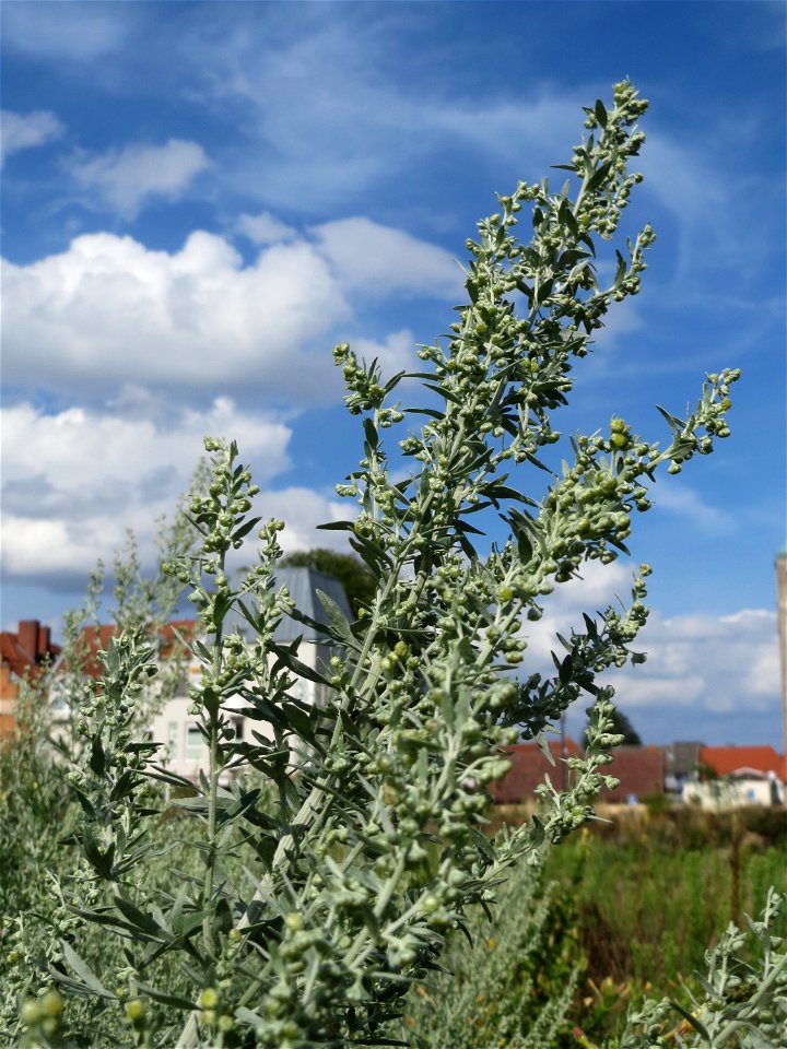 Wermutkraut (Artemisia absinthium) auf einer Brachfläche am Messplatz in Hockenheim