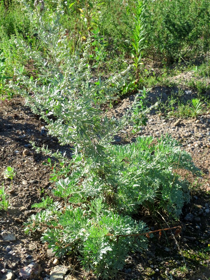 Wermutkraut (Artemisia absinthium) auf einer Brachfläche am Messplatz in Hockenheim