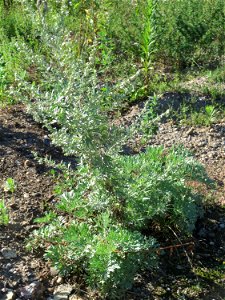 Wermutkraut (Artemisia absinthium) auf einer Brachfläche am Messplatz in Hockenheim