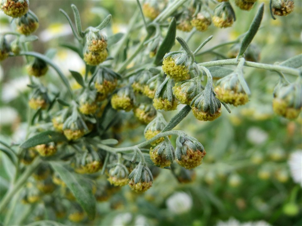 Blütenstand vom Wermutkraut (Artemisia absinthium) auf einer Brachfläche am Messplatz in Hockenheim