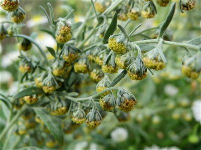 Blütenstand vom Wermutkraut (Artemisia absinthium) auf einer Brachfläche am Messplatz in Hockenheim