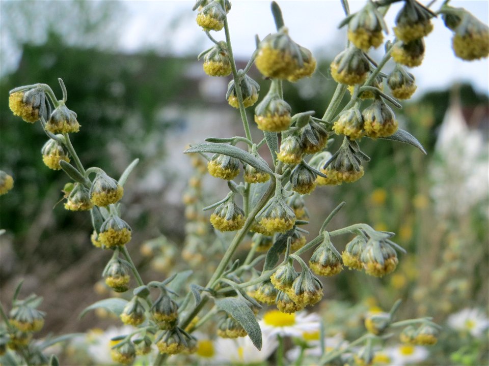 Blütenstand vom Wermutkraut (Artemisia absinthium) auf einer Brachfläche am Messplatz in Hockenheim