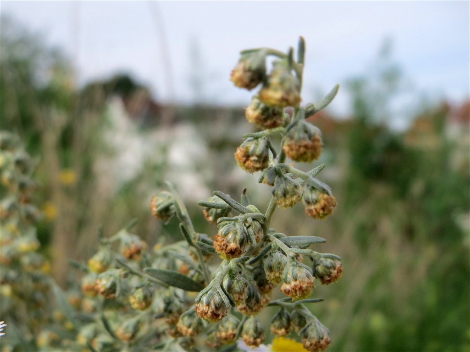Blütenstand vom Wermutkraut (Artemisia absinthium) auf einer Brachfläche am Messplatz in Hockenheim