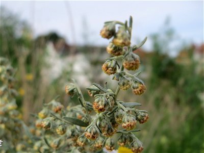 Blütenstand vom Wermutkraut (Artemisia absinthium) auf einer Brachfläche am Messplatz in Hockenheim
