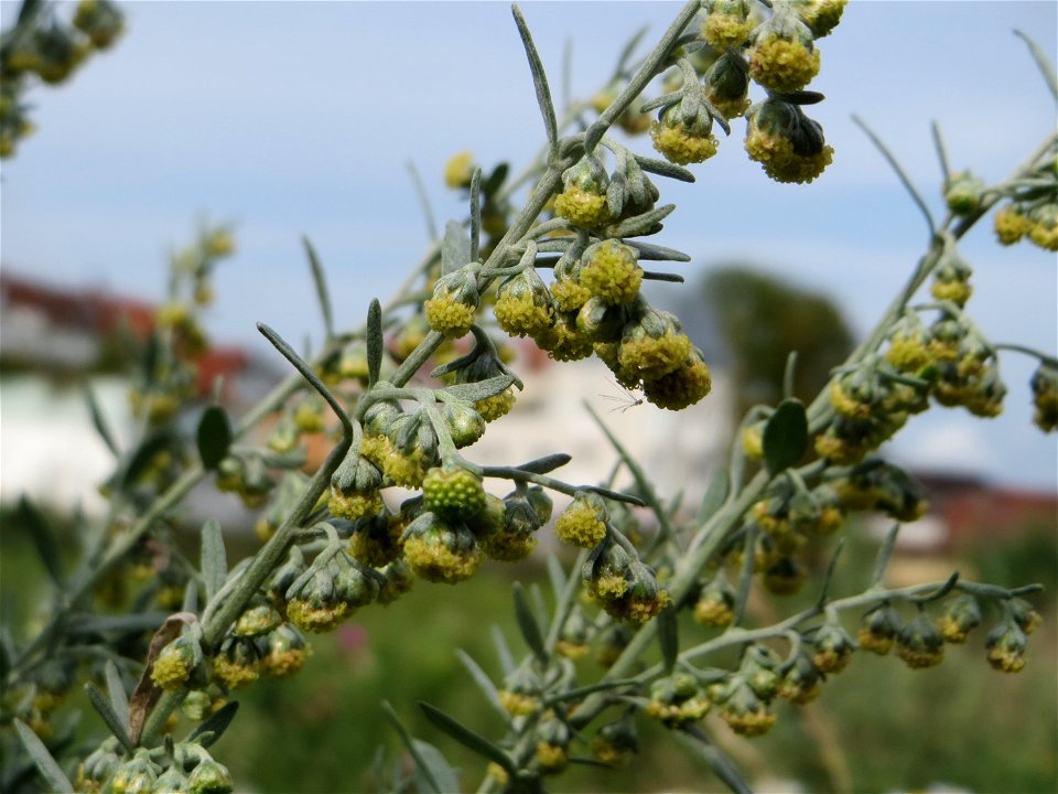 Blütenstand vom Wermutkraut (Artemisia absinthium) auf einer Brachfläche am Messplatz in Hockenheim
