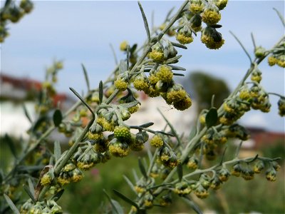Blütenstand vom Wermutkraut (Artemisia absinthium) auf einer Brachfläche am Messplatz in Hockenheim