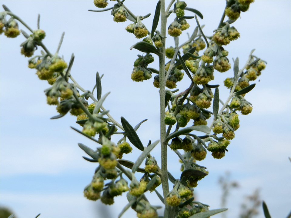 Blütenstand vom Wermutkraut (Artemisia absinthium) auf einer Brachfläche am Messplatz in Hockenheim