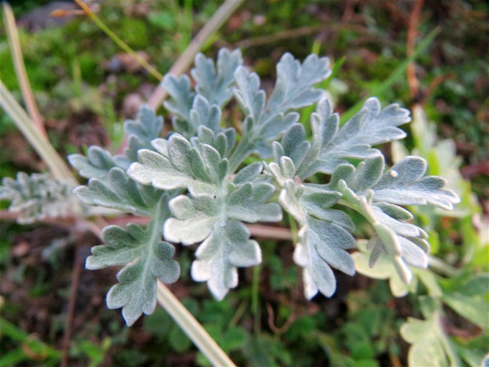 Wermutkraut (Artemisia absinthium) auf einer Brachfläche am Messplatz in Hockenheim