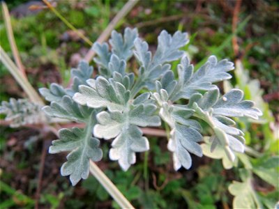 Wermutkraut (Artemisia absinthium) auf einer Brachfläche am Messplatz in Hockenheim