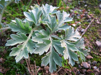 Wermutkraut (Artemisia absinthium) auf einer Brachfläche am Messplatz in Hockenheim