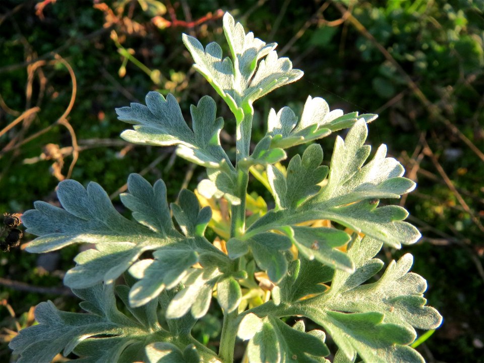 Wermutkraut (Artemisia absinthium) auf einer Brachfläche am Messplatz in Hockenheim