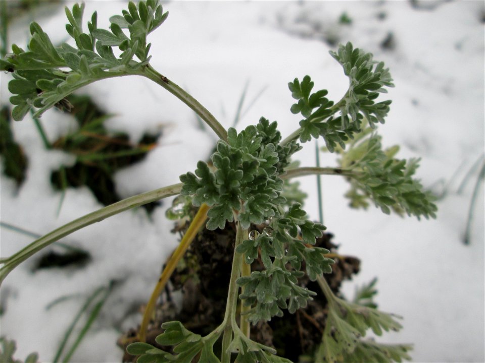 Wermutkraut (Artemisia absinthium) auf einer Brachfläche am Messplatz in Hockenheim