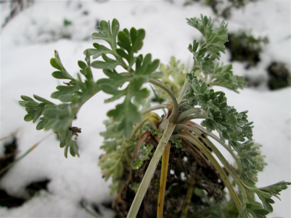 Wermutkraut (Artemisia absinthium) auf einer Brachfläche am Messplatz in Hockenheim - lokal untypisch kommt es in Hockenheim nur an diesem Standort vor