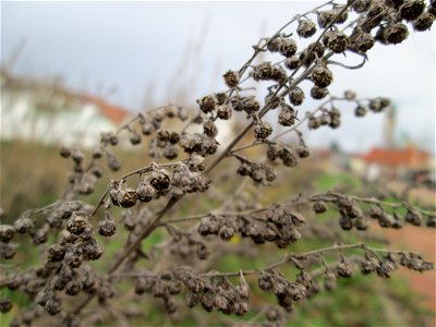 Wermutkraut (Artemisia absinthium) auf einer Brachfläche am Messplatz in Hockenheim