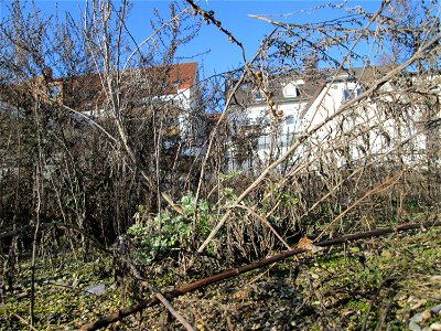 Wermutkraut (Artemisia absinthium) auf einer Brachfläche am Messplatz in Hockenheim mit frischen Grundblättern - einziger mir bekannter Standort in der Gegend, breitet sich hier aber zusehens aus