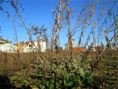 Wermutkraut (Artemisia absinthium) auf einer Brachfläche am Messplatz in Hockenheim mit frischen Grundblättern - einziger mir bekannter Standort in der Gegend, breitet sich hier aber zusehens aus