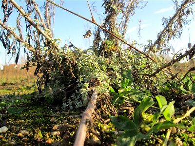 Wermutkraut (Artemisia absinthium) auf einer Brachfläche am Messplatz in Hockenheim mit frischen Grundblättern - einziger mir bekannter Standort in der Gegend, breitet sich hier aber zusehens aus