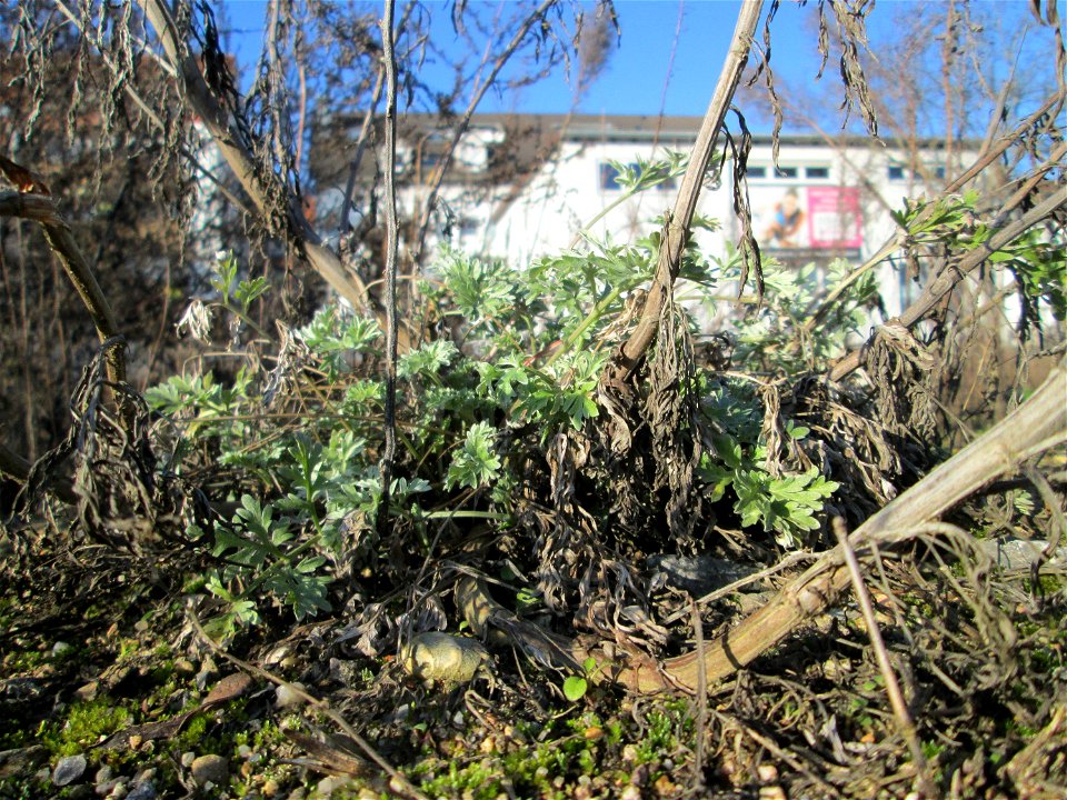 Wermutkraut (Artemisia absinthium) auf einer Brachfläche am Messplatz in Hockenheim mit frischen Grundblättern - einziger mir bekannter Standort in der Gegend, breitet sich hier aber zusehens aus