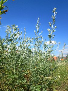 Wermutkraut (Artemisia absinthium) auf einer Brachfläche am Messplatz in Hockenheim
