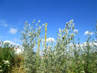 Wermutkraut (Artemisia absinthium) auf einer Brachfläche am Messplatz in Hockenheim