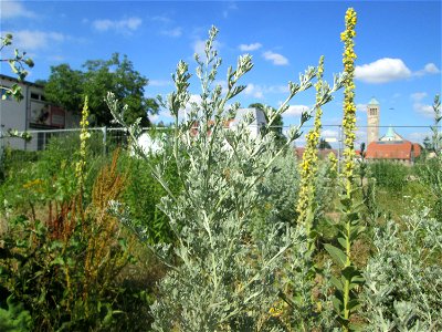 Wermutkraut (Artemisia absinthium) auf einer Brachfläche am Messplatz in Hockenheim