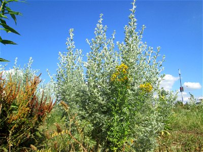Wermutkraut (Artemisia absinthium) auf einer Brachfläche am Messplatz in Hockenheim