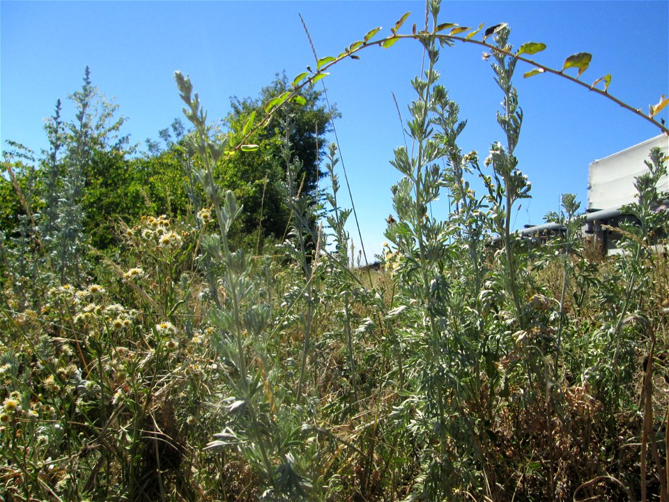 Wermutkraut (Artemisia absinthium) an der Böschung der A61 im Landschaftsschutzgebiet „Hockenheimer Rheinbogen“