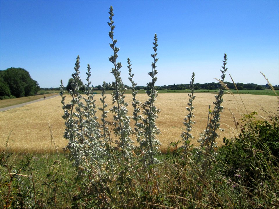 Wermutkraut (Artemisia absinthium) an der Böschung der A61 im Landschaftsschutzgebiet „Hockenheimer Rheinbogen“