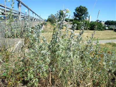 Wermutkraut (Artemisia absinthium) an der Böschung der A61 im Landschaftsschutzgebiet „Hockenheimer Rheinbogen“