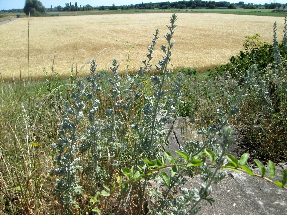 Wermutkraut (Artemisia absinthium) an der Böschung der A61 im Landschaftsschutzgebiet „Hockenheimer Rheinbogen“