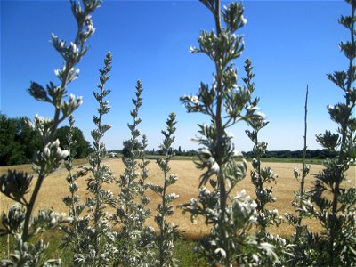 Wermutkraut (Artemisia absinthium) an der Böschung der A61 im Landschaftsschutzgebiet „Hockenheimer Rheinbogen“