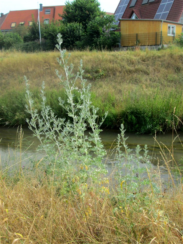 Wermutkraut (Artemisia absinthium) am Kraichbach in Hockenheim