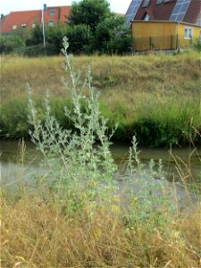 Wermutkraut (Artemisia absinthium) am Kraichbach in Hockenheim