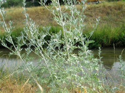 Wermutkraut (Artemisia absinthium) am Kraichbach in Hockenheim