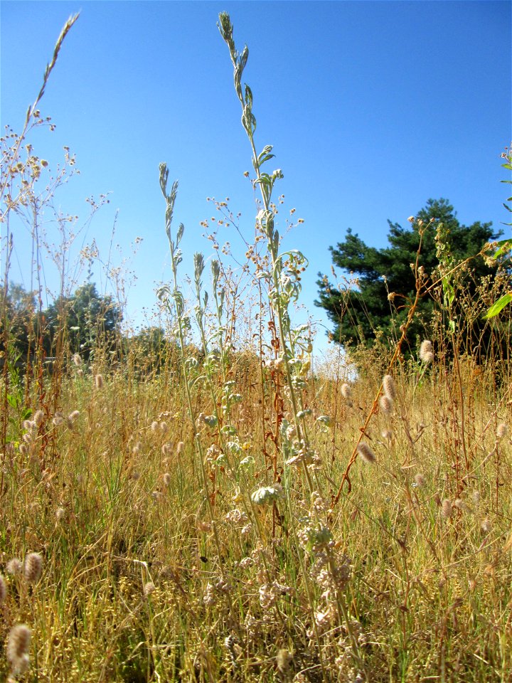 Wermutkraut (Artemisia absinthium) an der Böschung der A6 in der Schwetzinger Hardt - an diesem Abschnitt bietet der Autobahnrand eine binnendünenartige Situation