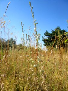 Wermutkraut (Artemisia absinthium) an der Böschung der A6 in der Schwetzinger Hardt - an diesem Abschnitt bietet der Autobahnrand eine binnendünenartige Situation