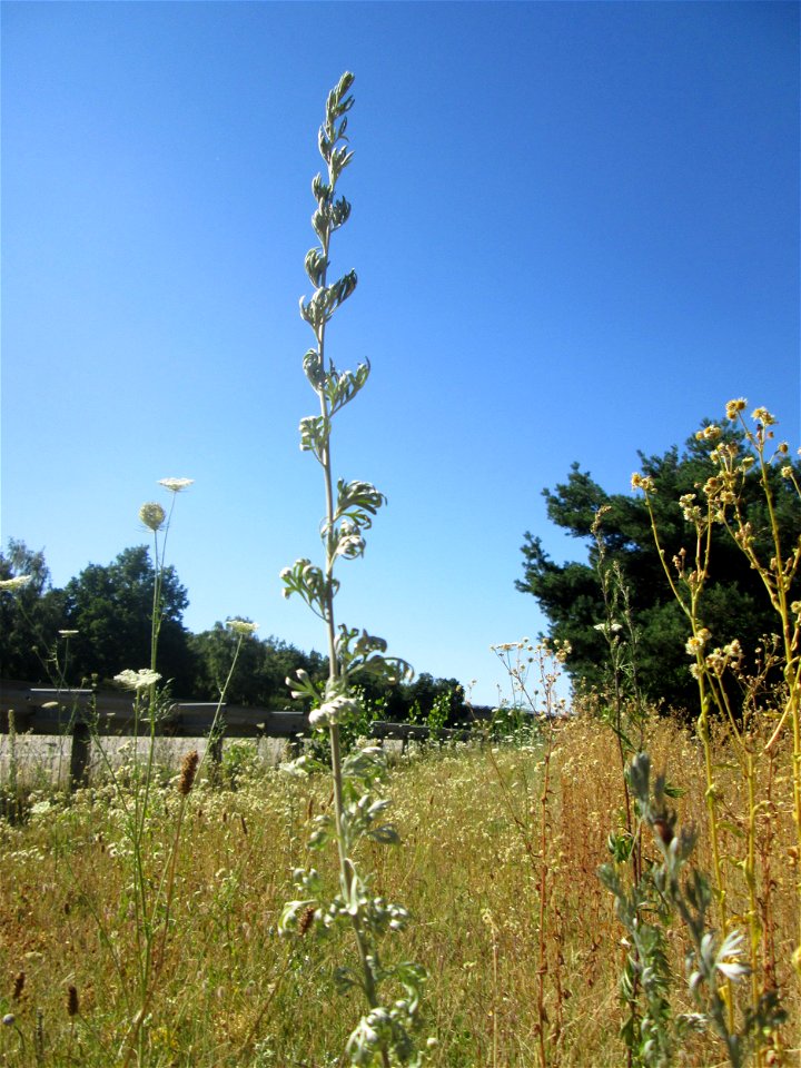 Wermutkraut (Artemisia absinthium) an der Böschung der A6 in der Schwetzinger Hardt - an diesem Abschnitt bietet der Autobahnrand eine binnendünenartige Situation