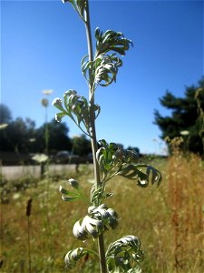 Wermutkraut (Artemisia absinthium) an der Böschung der A6 in der Schwetzinger Hardt - an diesem Abschnitt bietet der Autobahnrand eine binnendünenartige Situation