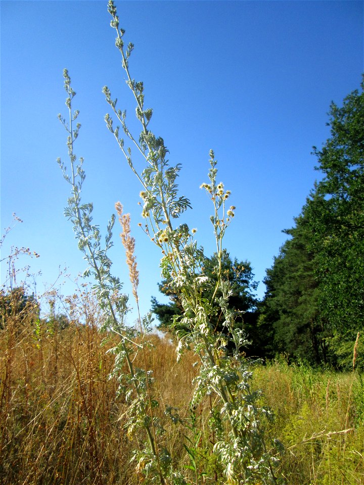 Wermutkraut (Artemisia absinthium) an der Böschung der A6 in der Schwetzinger Hardt - an diesem Abschnitt bietet der Autobahnrand eine binnendünenartige Situation