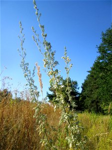 Wermutkraut (Artemisia absinthium) an der Böschung der A6 in der Schwetzinger Hardt - an diesem Abschnitt bietet der Autobahnrand eine binnendünenartige Situation
