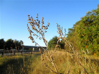 Wermutkraut (Artemisia absinthium) an der Böschung der A6 in der Schwetzinger Hardt - an diesem Abschnitt bietet der Autobahnrand eine binnendünenartige Situation