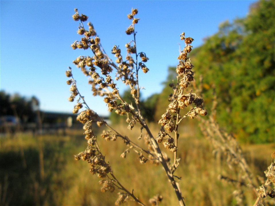 Wermutkraut (Artemisia absinthium) an der Böschung der A6 in der Schwetzinger Hardt - an diesem Abschnitt bietet der Autobahnrand eine binnendünenartige Situation